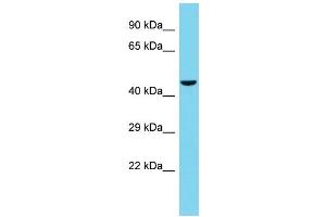Host: Rabbit Target Name: TSKU Sample Type: HepG2 Whole Cell lysates Antibody Dilution: 1. (TSKU 抗体  (C-Term))