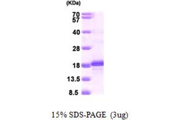 BATF Protein (AA 1-125) (His tag)