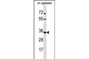 MSX1 Antibody (Center) (ABIN1537757 and ABIN2838265) western blot analysis in mouse spleen tissue lysates (35 μg/lane). (MSX1 抗体  (AA 111-138))
