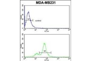 CYP2A13 Antibody (C-term) (ABIN652591 and ABIN2842396) flow cytometric analysis of MDA-M cells (bottom histogram) compared to a negative control cell (top histogram). (CYP2A13 抗体  (C-Term))