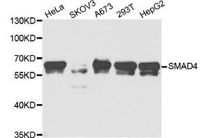 Western blot analysis of extracts of various cell lines, using SMAD4 antibody (ABIN5973302) at 1/1000 dilution. (SMAD4 抗体)