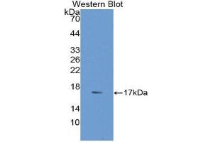 Western Blotting (WB) image for anti-Adiponectin (ADIPOQ) (AA 108-244) antibody (ABIN1077752) (ADIPOQ 抗体  (AA 108-244))