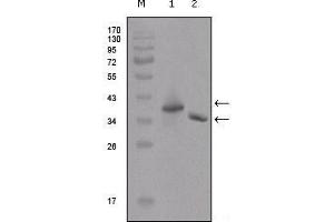 Western Blot showing DYKDDDDK antibody used against two different fusion protein (1), (2) with DYKDDDDK tag. (DYKDDDDK Tag 抗体)