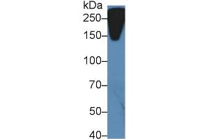 Western Blotting (WB) image for anti-Reelin (RELN) (AA 3143-3461) antibody (ABIN7435136)