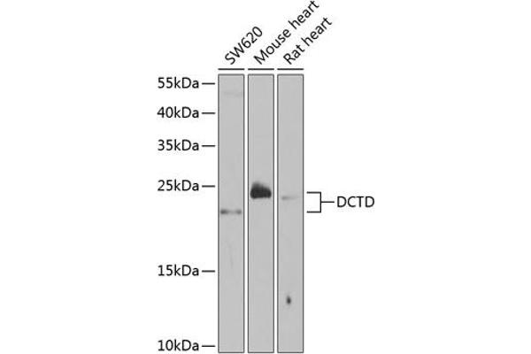 DCMP Deaminase (DCTD) (AA 1-178) 抗体