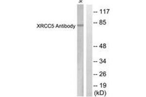 Western Blotting (WB) image for anti-X-Ray Repair Complementing Defective Repair in Chinese Hamster Cells 5 (Double-Strand-Break Rejoining) (XRCC5) (AA 683-732) antibody (ABIN2889296) (XRCC5 抗体  (AA 683-732))