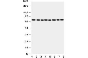 Western blot testing of CYPOR antibody and rat samples: 1. (POR 抗体  (C-Term))