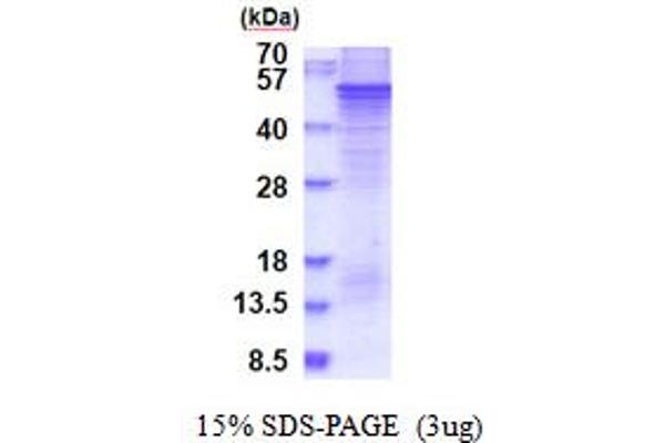 SPRED1 Protein (AA 1-444) (His tag)