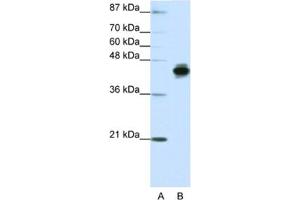 Western Blotting (WB) image for anti-Keratin 18 (KRT18) antibody (ABIN2462047) (Cytokeratin 18 抗体)