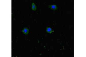 Immunofluorescent analysis of HepG2 cells using ABIN7175774 at dilution of 1:100 and Alexa Fluor 488-congugated AffiniPure Goat Anti-Rabbit IgG(H+L) (WDR6 抗体  (AA 1-200))