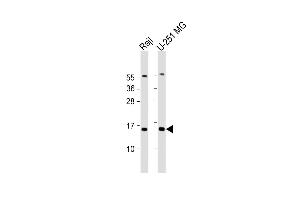 All lanes : Anti-NT5C Antibody (N-Term) at 1:2000 dilution Lane 1: Raji whole cell lysate Lane 2: U-251 MG whole cell lysate Lysates/proteins at 20 μg per lane. (NT5C 抗体  (AA 27-60))