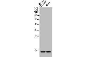 Western blot analysis of Mouse-kidney HELA lysis using Acetyl-Histone H4 (K12) antibody. (HIST1H4A 抗体  (acLys12))