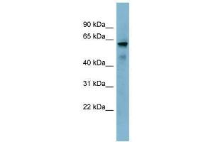 KIAA1627 antibody used at 0. (KIAA1627 抗体  (N-Term))