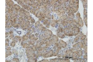 Immunoperoxidase of monoclonal antibody to NEUROD1 on formalin-fixed paraffin-embedded human pancreas. (NEUROD1 抗体  (AA 201-300))