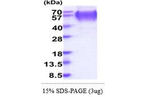 LAMP2 Protein (AA 29-375) (His tag)