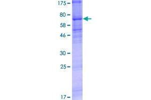 CHRNA9 Protein (AA 1-479) (GST tag)