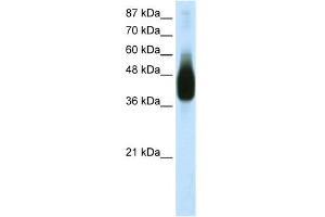 WB Suggested Anti-JUNB Antibody Titration:  1. (JunB 抗体  (N-Term))