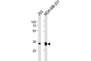 Western Blotting (WB) image for anti-Golgi phosphoprotein 3 (Coat-Protein) (GOLPH3) antibody (ABIN3004700) (GOLPH3 抗体)