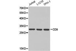 Western Blotting (WB) image for anti-CD9 (CD9) antibody (ABIN1871662) (CD9 抗体)