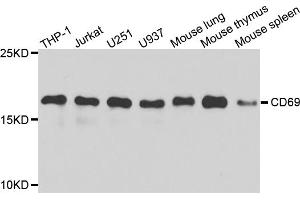 Western blot analysis of extracts of various cell lines, using CD69 antibody (ABIN5971077) at 1/1000 dilution. (CD69 抗体)