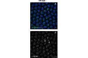 Immunofluorescence (Paraffin-embedded Sections) (IF (p)) image for anti-Histone H2A Variant (HIS2AV) (Internal Region), (pSer137) antibody (ABIN129671)