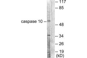 Western Blotting (WB) image for anti-Caspase 10, Apoptosis-Related Cysteine Peptidase (CASP10) (C-Term) antibody (ABIN1848443) (Caspase 10 抗体  (C-Term))