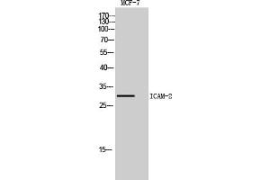 Western Blot analysis of MCF7, HepG2 cells using ICAM-2 Polyclonal Antibody. (ICAM2 抗体  (Internal Region))