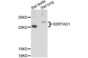 Western blot analysis of extracts of various cell lines, using SERTAD1 antibody (ABIN5996652) at 1:3000 dilution. (SERTAD1 抗体)