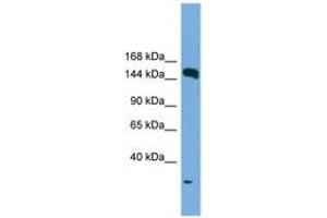 Image no. 1 for anti-Early Endosome Antigen 1 (EEA1) (AA 35-84) antibody (ABIN6745236) (EEA1 抗体  (AA 35-84))