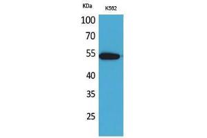 Western Blotting (WB) image for anti-Sialic Acid Binding Ig-Like Lectin 9 (SIGLEC9) (Internal Region) antibody (ABIN6285173) (SIGLEC9 抗体  (Internal Region))