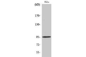 Western Blotting (WB) image for anti-GR (pSer211) antibody (ABIN3173203) (GR (pSer211) 抗体)