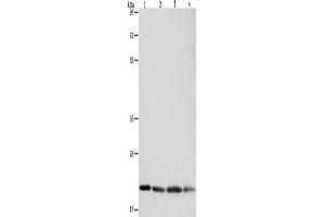 Western Blotting (WB) image for anti-BCL2-Associated X Protein (BAX) antibody (ABIN2427569) (BAX 抗体)