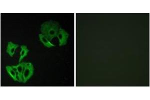 Immunofluorescence (IF) image for anti-MAP-Kinase Activating Death Domain (MADD) (AA 751-800) antibody (ABIN2889697) (MADD 抗体  (AA 751-800))