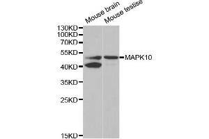 Western blot analysis of extracts of various cell lines, using MAPK10 antibody. (MAPK10 抗体)
