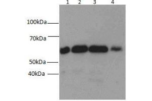 Western blot analysis of (1) HEK-293, (2) MDA-MB-453s, (3) NIH/3T3, and (4) SH-SY5Y cell lysates subjected to SDS-PAGE, using Beclin 1 antibody at a dilution of 1:1500. (Beclin 1 抗体)