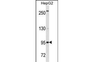 CD19 Antibody (C-term) ABIN1536598 western blot analysis in HepG2 cell line lysates (35 μg/lane). (CD19 抗体  (C-Term))