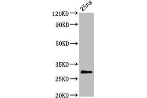 Positive WB detected in Recombinant protein All lanes: S antibody at 5. (Bovine Coronavirus Spike 抗体  (AA 326-540))