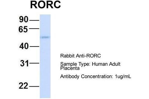 RORC 抗体  (Middle Region)