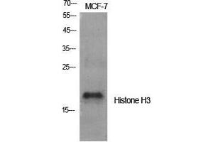 Western Blot (WB) analysis of specific cells using Histone H3 Polyclonal Antibody. (Histone 3 抗体  (Lys381))