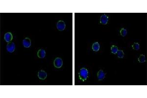 Immunofluorescence analysis of HL-60 (left) and K562 (right) cells using CD19 antibody (green). (CD19 抗体)