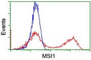 HEK293T cells transfected with either RC215992 overexpress plasmid (Red) or empty vector control plasmid (Blue) were immunostained by anti-MSI1 antibody (ABIN2454141), and then analyzed by flow cytometry. (MSI1 抗体)