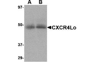 Western Blotting (WB) image for anti-Chemokine (C-X-C Motif) Receptor 4 (CXCR4) (N-Term) antibody (ABIN1031337) (CXCR4 抗体  (N-Term))