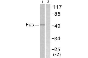 Western Blotting (WB) image for anti-TNF Receptor Superfamily, Member 6 (FAS) (C-Term) antibody (ABIN1848823) (FAS 抗体  (C-Term))