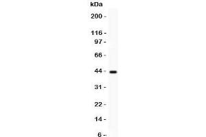 Western blot testing of SERPINB2 antibody and human placenta lysate. (SERPINB2 抗体  (AA 1-180))