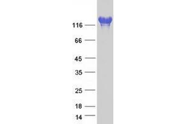 IGSF3 Protein (Transcript Variant 2) (Myc-DYKDDDDK Tag)