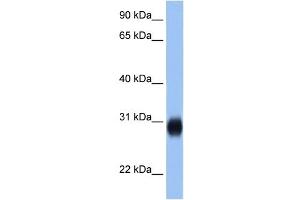 RAB3D antibody (20R-1343) used at 0. (RAB3D 抗体  (C-Term))