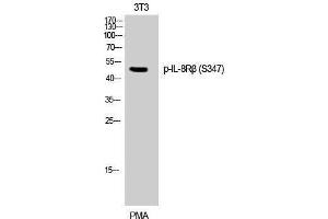Western Blotting (WB) image for anti-Chemokine (C-X-C Motif) Receptor 2 (CXCR2) (pSer347) antibody (ABIN3173380) (CXCR2 抗体  (pSer347))