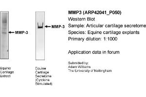 Western Blotting (WB) image for anti-Matrix Metallopeptidase 3 (Stromelysin 1, Progelatinase) (MMP3) (Middle Region) antibody (ABIN567159) (MMP3 抗体  (Middle Region))