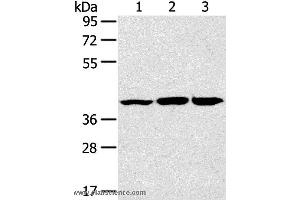 Western blot analysis of Raw264. (JNK2 抗体)