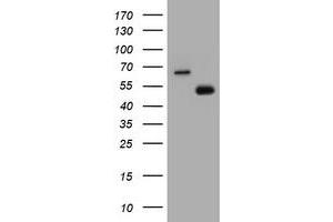 Image no. 1 for anti-CD4 (CD4) antibody (ABIN1497297) (CD4 抗体)